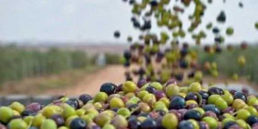 اتحاد الفلاحة يحذّر من التلاعب بصابة الزيتون بهذه الولاية