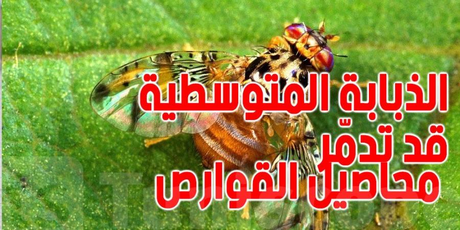 الفلاحون في حالة طوارئ : الذبابة المتوسطية قد تدمّر محاصيل القوارص وتهدد الاقتصاد الوطني